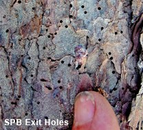 Bark holes caused by the Southern Pine Beetle